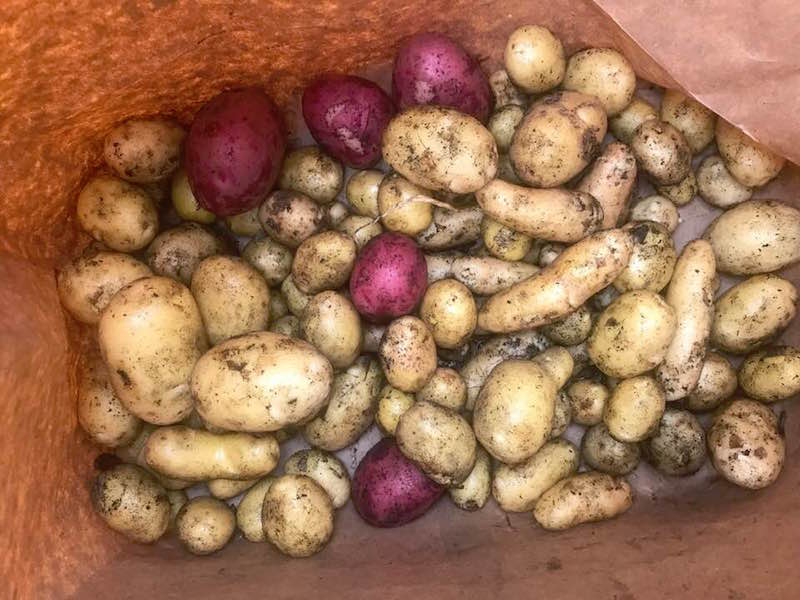 Good and True Farm New Potatoes