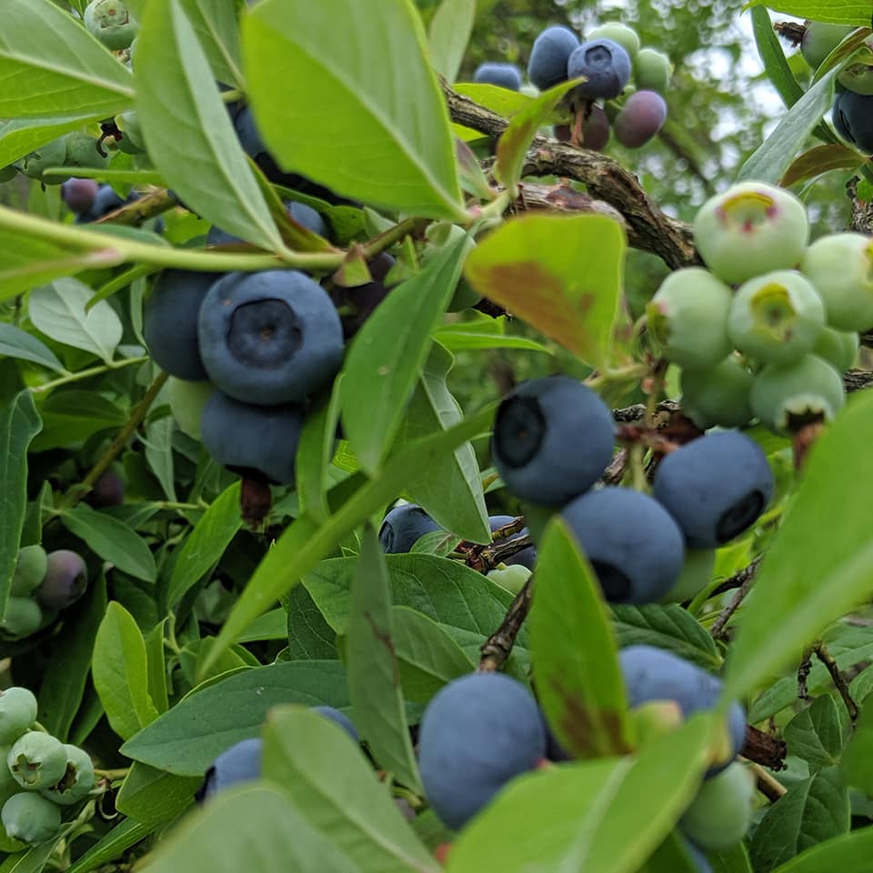 Week 5 – Blueberries are ON!
