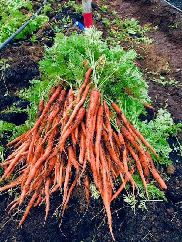Good and True Farm carrots