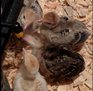 Turkey poults